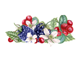 Bouquet with fresh blackberry and lingonberry. Red, black berries, flowers, buds on branch with leaves. Dewberry, bramble, cowberry. Watercolor illustration. For template package menu cookbook png