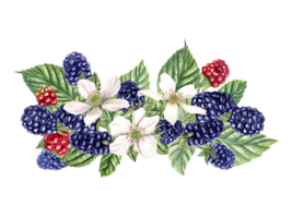 Composition with fresh blackberries. Unripe Red and ripe berry, flowers, buds on branch with leaves. Dewberry, bramble. Watercolor illustration for template, package, menu, cookbook. png