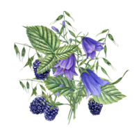 Bouquet with Blackberries, blue Harebells, wild oats. Meadow plants and forest berries. Campanula, avena. Dewberry, bramble. Watercolor illustration for template package design. png