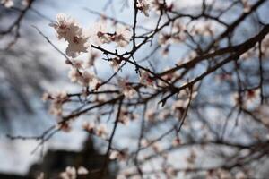 un árbol con blanco flores en el primavera foto