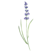 lavanda fiore viola, acquerello illustrazione. isolato mano disegnato Provance floreale mazzo. botanico disegno modello per carta, stampa confezione o stoviglie, tessile, etichetta, ricamo. png