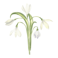 Watercolor bouquet of white snowdrops flower. Isolated hand drawn illustration spring blossom. Floral botanical template for postcard, packaging and tableware, textile and sticker, embroidery. png