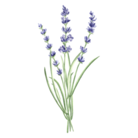 Lavender flowers bunch purple, watercolor illustration. Isolated hand drawn provance floral bouquet. Botanical drawing template for card, printing packaging or tableware, textile, sticker, embroidery. png