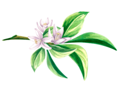 Aquarell Zitrusfrüchte Blumen auf ein Ast mit Blätter. isoliert Hand gezeichnet Illustration von Frühling Blüte. Blumen- Vorlage zum Einladung und Karte, Drucken auf Verpackung, Aufkleber, Stickerei und Textil. png