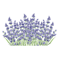 Watercolor delicate composition of purple lavender flowers. Isolated hand drawn provance floral bouquet. Botanical drawing template for card, printing package, tableware, textile, sticker, embroidery. png