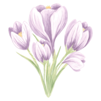 Watercolor bouquet of violet crocuses flowers. Isolated hand drawn illustration spring blossom saffron. Floral botanical template for card, packaging and tableware, textile and sticker, embroidery. png