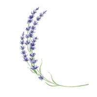 takje van lavendel bloemen Purper waterverf illustratie. geïsoleerd hand- getrokken provance bloemen boeket. wijnoogst botanisch tekening bloemen kruiden sjabloon voor ansichtkaarten, serviesgoed en textiel, borduurwerk. png