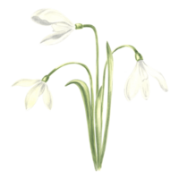 Watercolor bouquet of white snowdrops flower. Isolated hand drawn illustration spring blossom. Floral botanical template for postcard, packaging and tableware, textile and sticker, embroidery. png