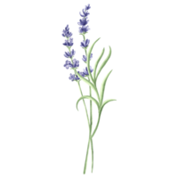 lavendel- blommor knippa lila, vattenfärg illustration. isolerat hand dragen provans blommig bukett. botanisk teckning mall för kort, utskrift förpackning eller servis, textil, klistermärke, broderi. png