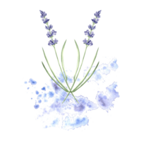 waterverf delicaat samenstelling van Purper lavendel bloemen. geïsoleerd hand- getrokken provance bloemen boeket. botanisch tekening sjabloon voor kaart, het drukken pakket, servies, textiel, sticker, borduurwerk. png