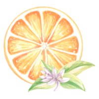 Watercolor circle slice of orange with flowers and leaves. Summer citrus fruit isolated. Hand drawn illustration healthy eating. Template for invitation and card, print on packaging, sticker, textile. png