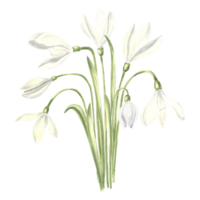 Watercolor bouquet of white snowdrops flower. Isolated hand drawn illustration spring blossom. Floral botanical template for postcard, packaging and tableware, textile and sticker, embroidery. png