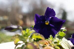 A purple pansies in a pot with the sun shining on the left side. photo