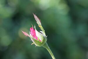 Rose Bud. A beautiful blooming red rose flower bud on the tree photo