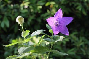 Close up of a purple balloon flower on the tree photo