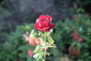 Single red rose on the tree photo