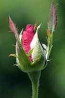 Rose Bud. A beautiful blooming red rose flower bud on the tree photo