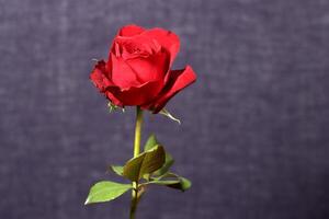 red rose isolated on texture background photo