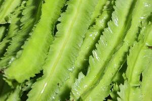 Winged bean on wooden background, Organic vegetable from local market in Southeast Asia. Healthy Green Vegetables photo