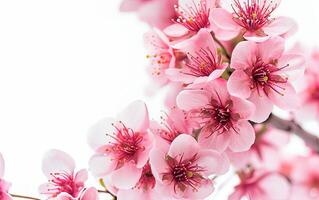 AI generated Bright pink cherry tree flowers on a white isolated background close up photo