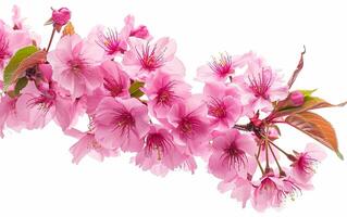 AI generated Bright pink cherry tree flowers on a white isolated background close up photo