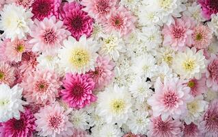 AI generated Floral background on the wall with chrysanthemum flowers, wedding decoration, beautiful floral background photo