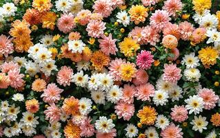 AI generated A photograph capturing a floral background on a wall adorned with chrysanthemum flowers photo