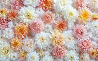 AI generated Floral background on the wall with chrysanthemum flowers, wedding decoration, beautiful floral background photo