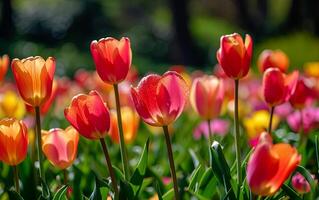 AI generated Tulip spring flowers bloom in nature field garden photo