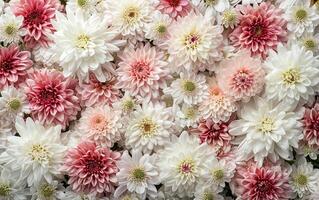 AI generated Floral background on the wall with chrysanthemum flowers, wedding decoration, beautiful floral background photo