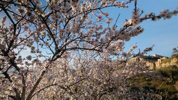 alberi in crescita su primavera nel Sud Italia video