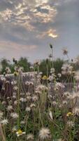 blomma med solnedgång, vertikal av blommor i solnedgång video