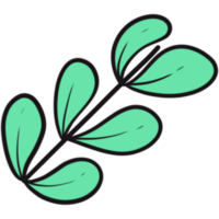The illustration of a green leaf png