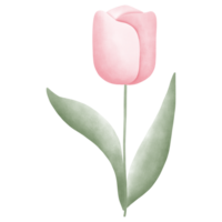 Pastel pink tulip flowers png
