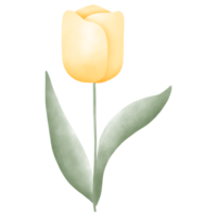 Pastel yellow tulip flower png