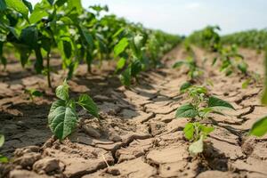 AI generated Dry Cracked Soil in Cornfield Under Sunlight with AI generated. photo