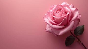 AI generated A pink rose with a soft-focus background photo