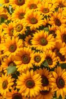 AI generated Background Of Hyper Realistic Dozens of Sunflower Bouquet photo