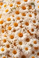 AI generated Background Of Hyper Realistic Dozens of Daisies Bouquet photo