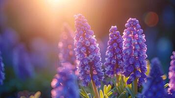 AI generated Spring flowers in sunny day in nature, Hyacinth,  Colorful natural spring background, AI generated photo