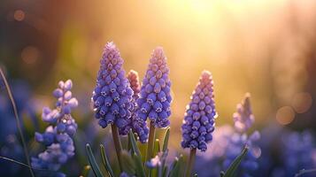 AI generated Spring flowers in sunny day in nature, Hyacinth,  Colorful natural spring background, AI generated photo