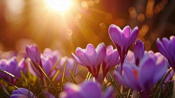 AI generated Spring flowers in sunny day in nature, Crocuses, Colorful natural spring background, photo