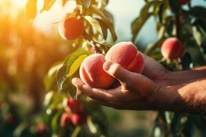 AI generated Hand picking fresh delicious juicy peach from orchard photo