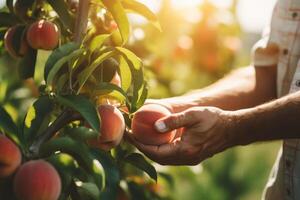 AI generated Hand picking fresh delicious juicy peach from orchard photo