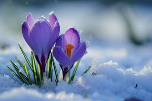 AI generated Crocus in the snow photo