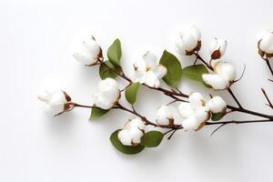 AI generated Cotton branch isolated on white background. White cotton flowers. photo