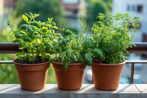 AI generated Fresh green herbs basil, rosemary and coriander in pots on the terrace of the house photo