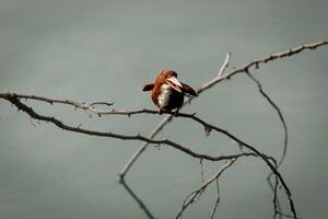 Beautiful Common Kingfisher Smiling and Perched on a Tree Branch photo