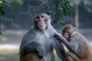 Pair of monkeys engaging in classic grooming behavior in a zoo photo