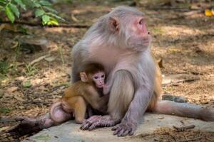 Monkey mother with her baby photo